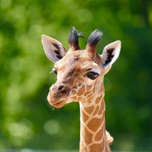 giraffe-charlie-was-born